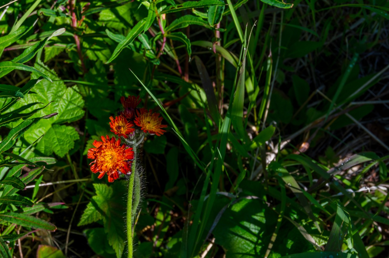 Fort George Canyon Trail