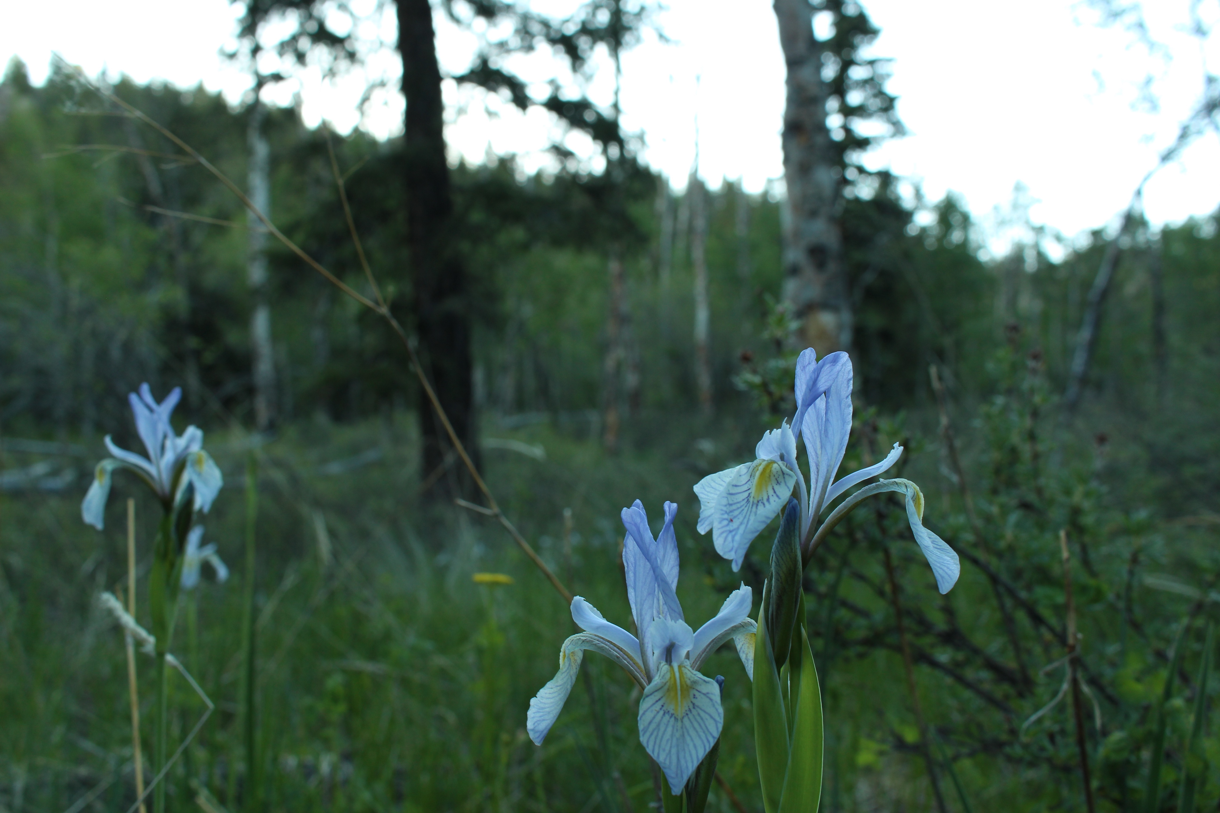 Hike Davis Meadow