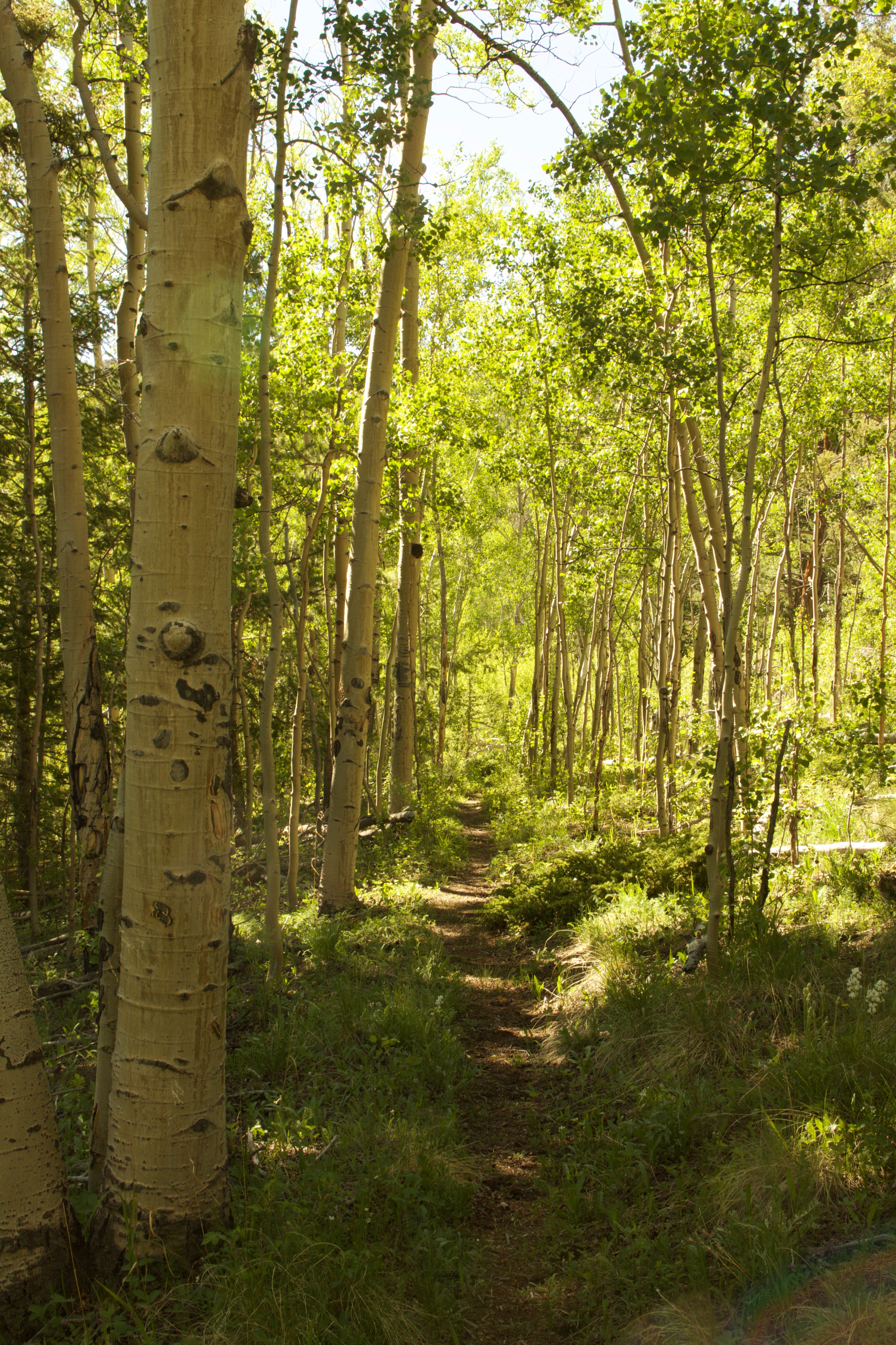 Hike Davis Meadow