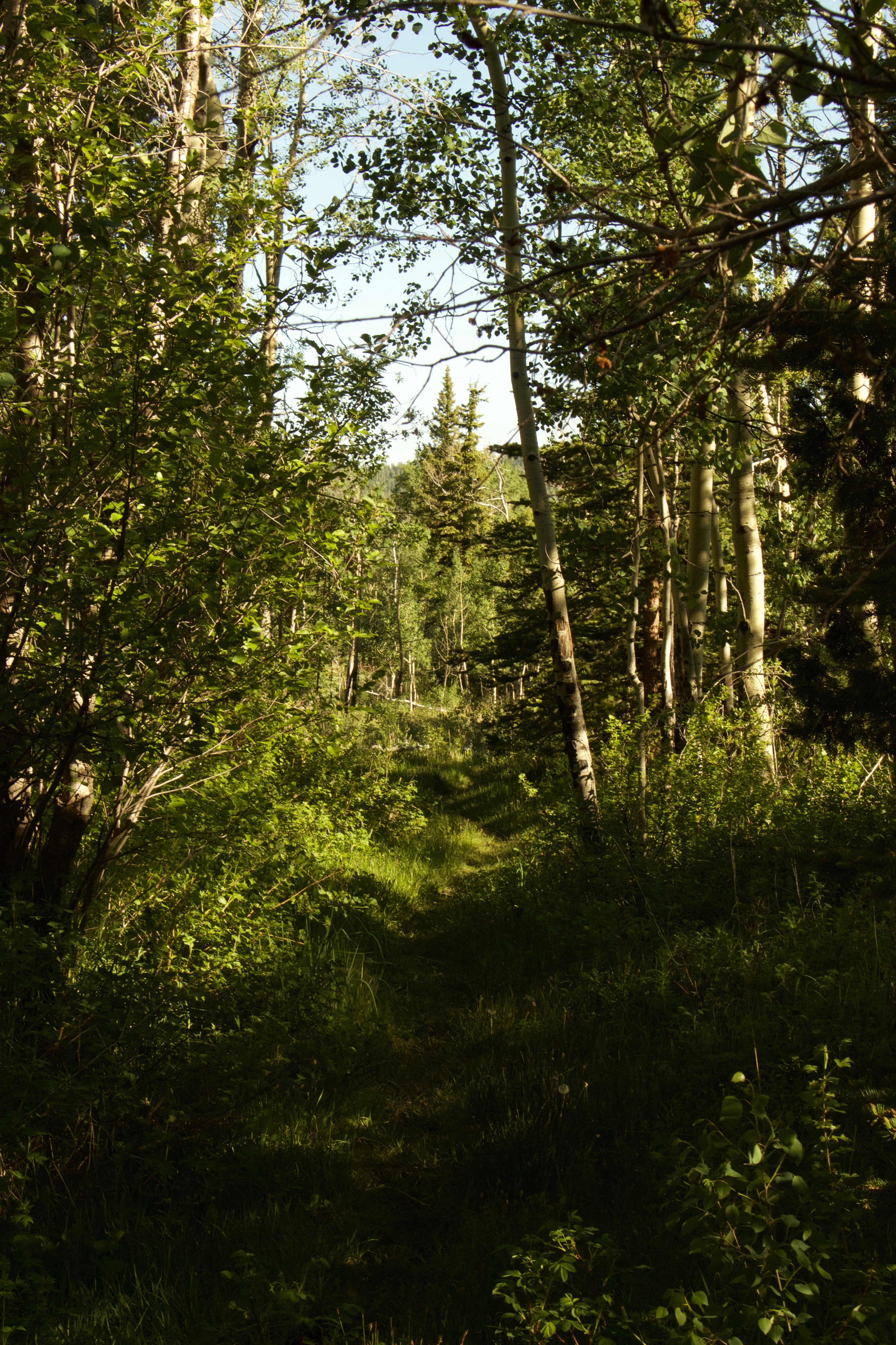 Hike Davis Meadow