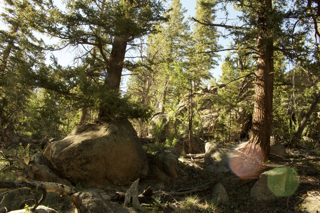 Hike Davis Meadow
