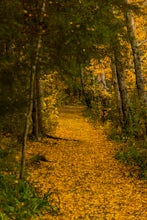 Hike the Forest Journey