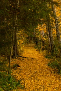 Hike the Forest Journey