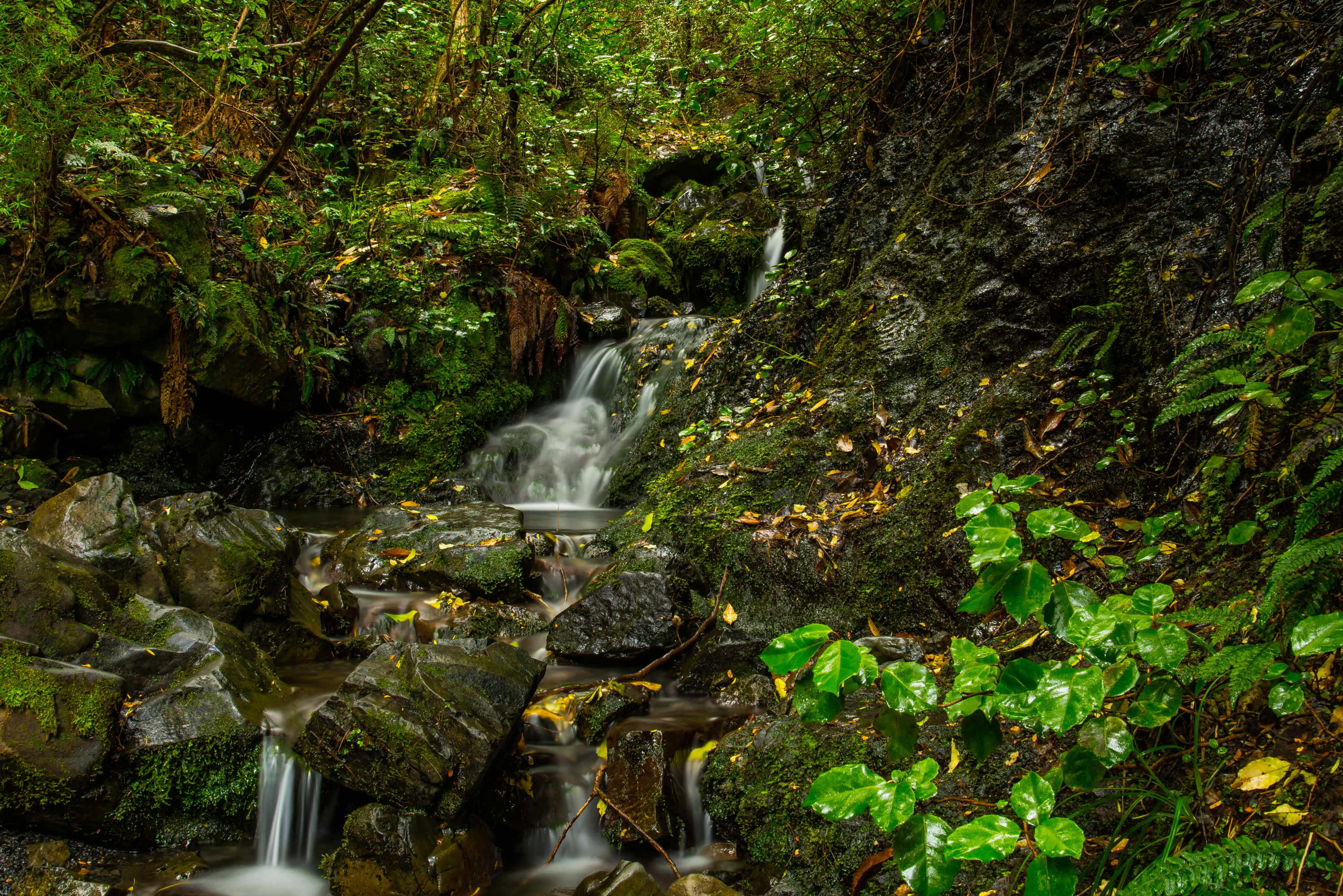 Hike the Waterfall Track