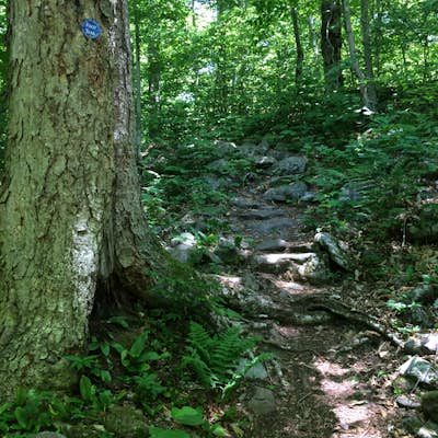 Hike to Camp & Bushwhack to Fir Mountain and Big Indian Mountain in the Catskills