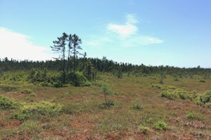 Walk along the Orono Bog Boardwalk