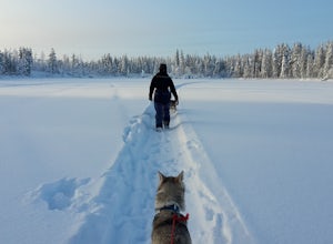 6 Things You’ll Learn From Working With Dogs In The Arctic