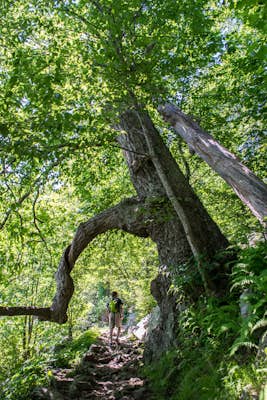 Mary's Rock via Appalachian Trail
