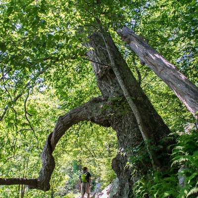 Mary's Rock via Appalachian Trail