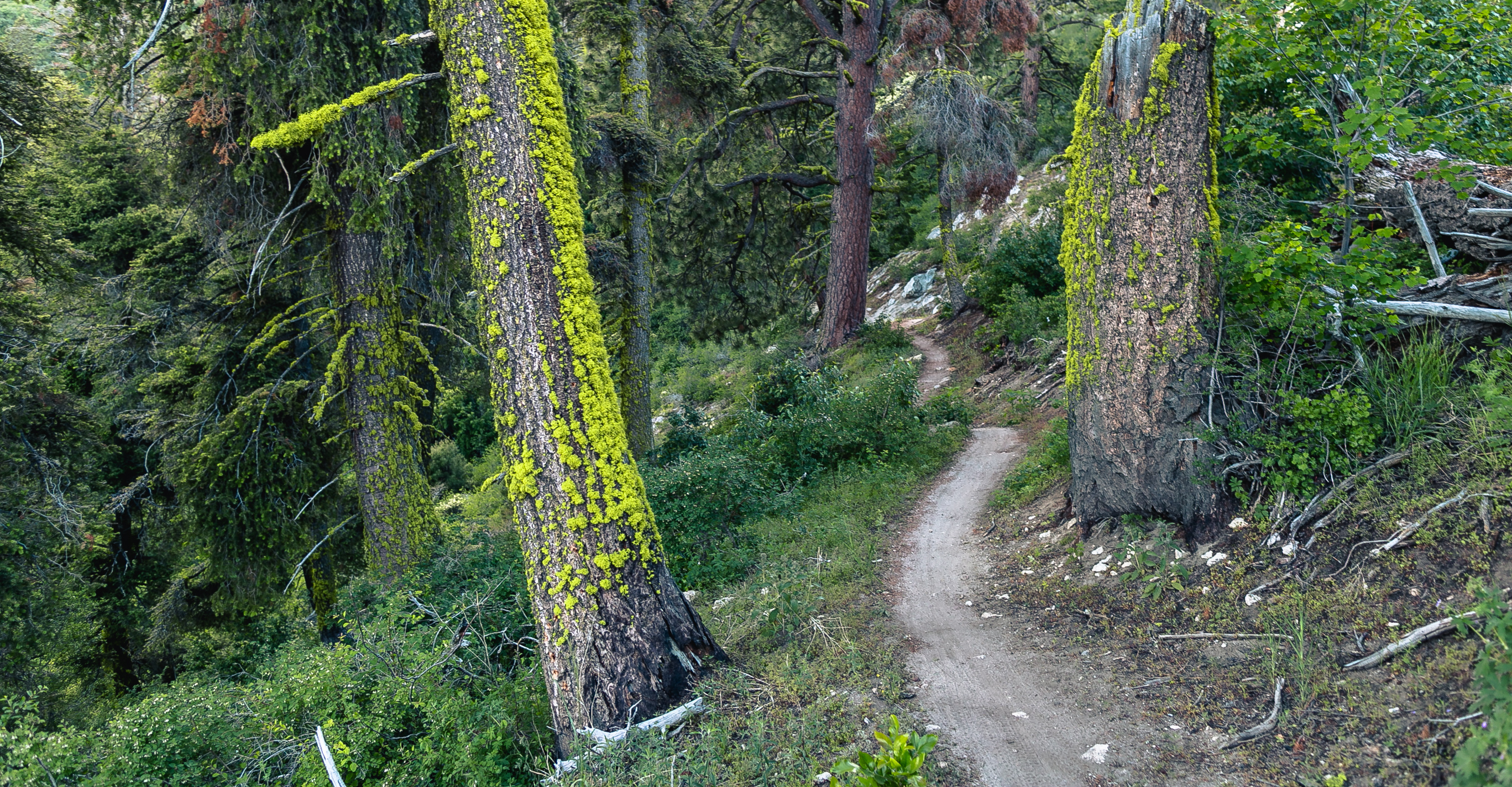 Mountain Bike 'Around the Mountain' at Bogus Basin