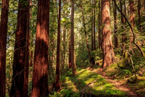 Hike the Canyon Rim Route in Butano State Park 