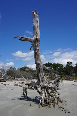 Driftwood Beach on Jekyll Island