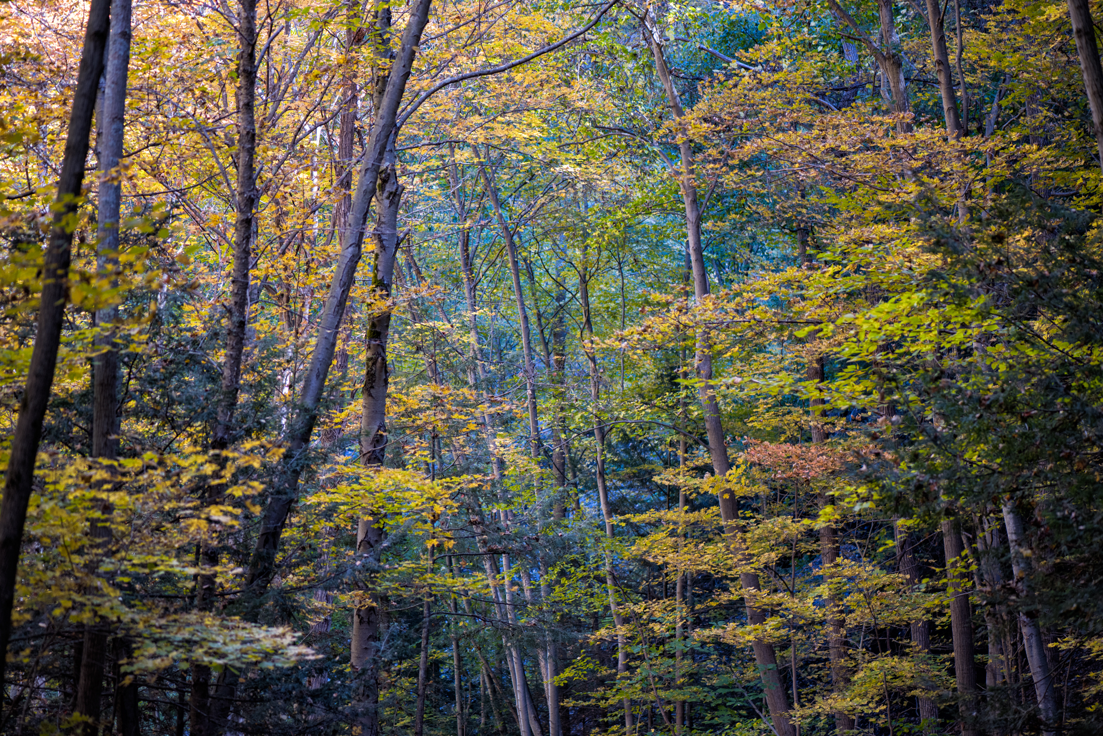 Gorge Trail to Taughannock Falls