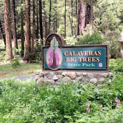 Exploring Calaveras Big Trees State Park