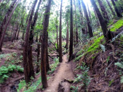 Canopy View Trail, Muir Woods