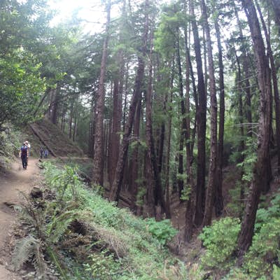Canopy View Trail, Muir Woods