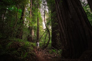 5 Must-Do Hikes in the California Redwoods