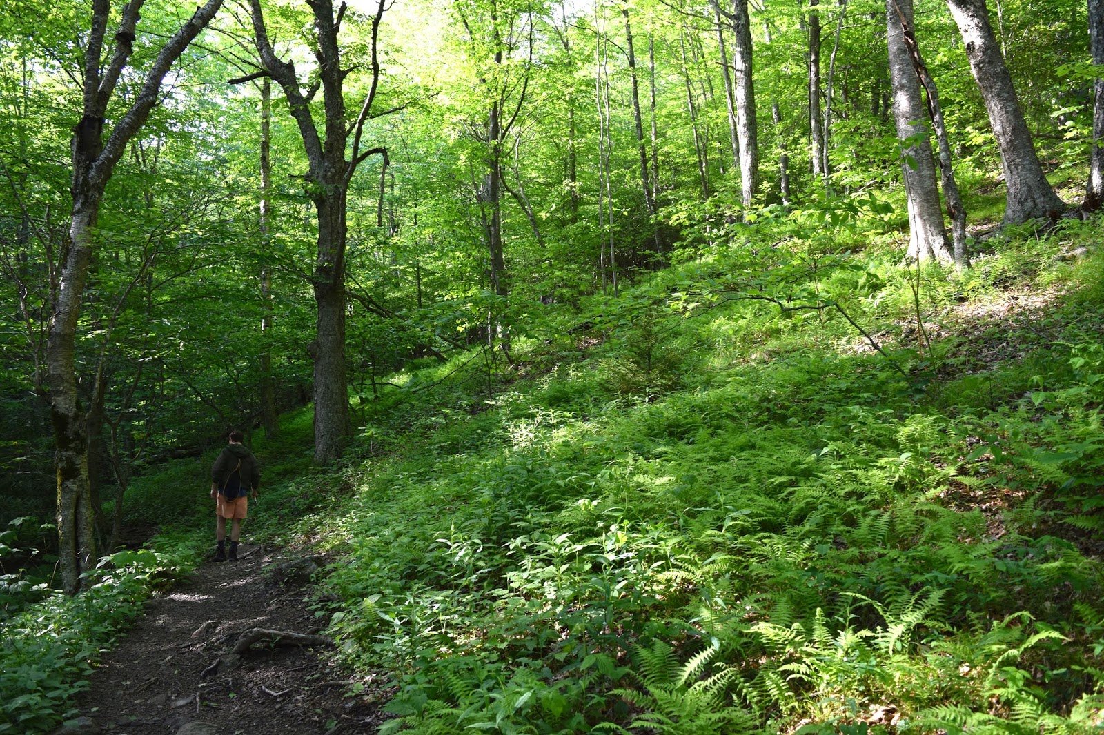 Hike and Fish Cabin Creek Trail