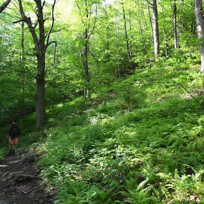 Hike and Fish Cabin Creek Trail