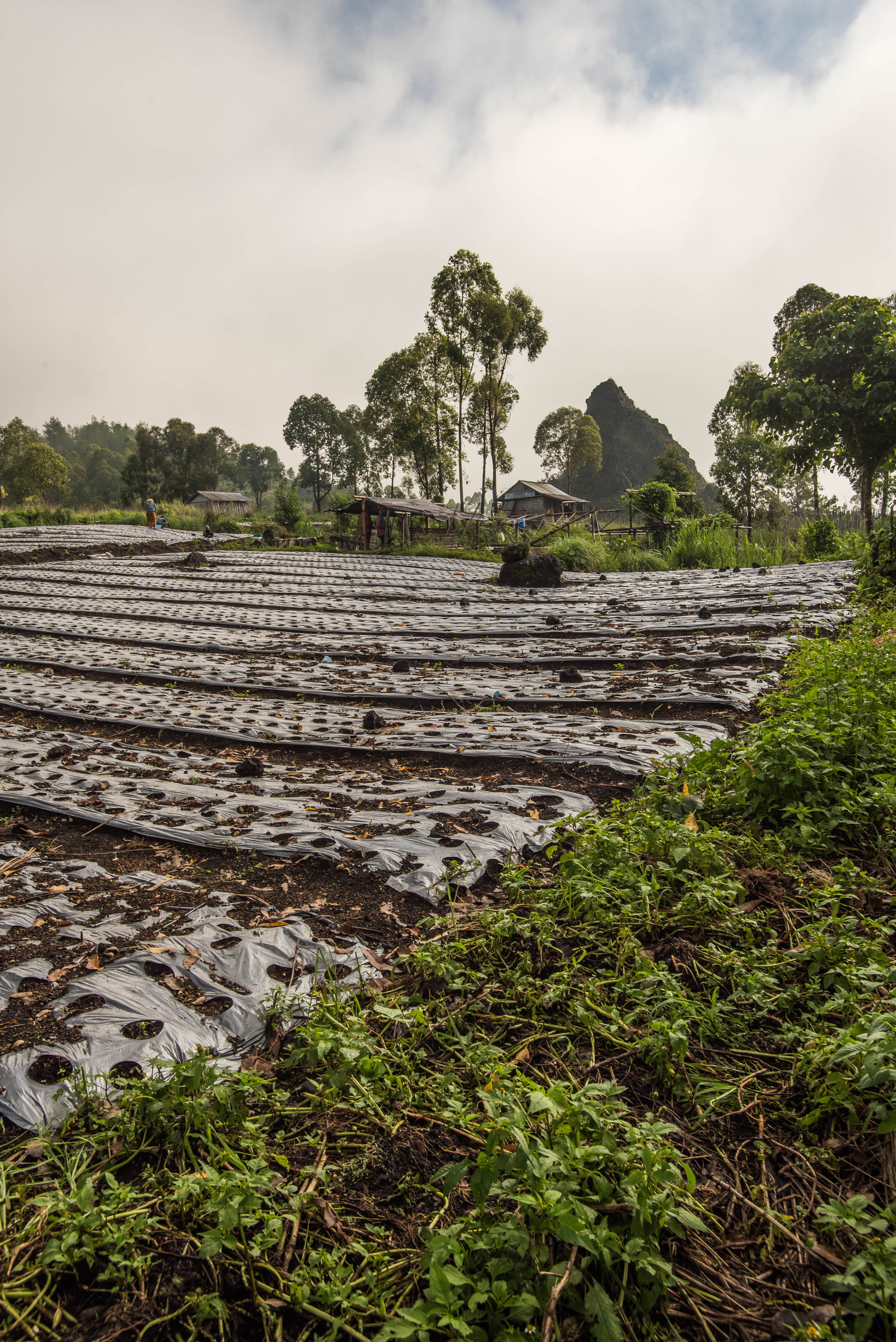 Sunrise Hike up Mount Batur
