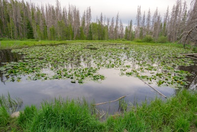pad lake lily hike