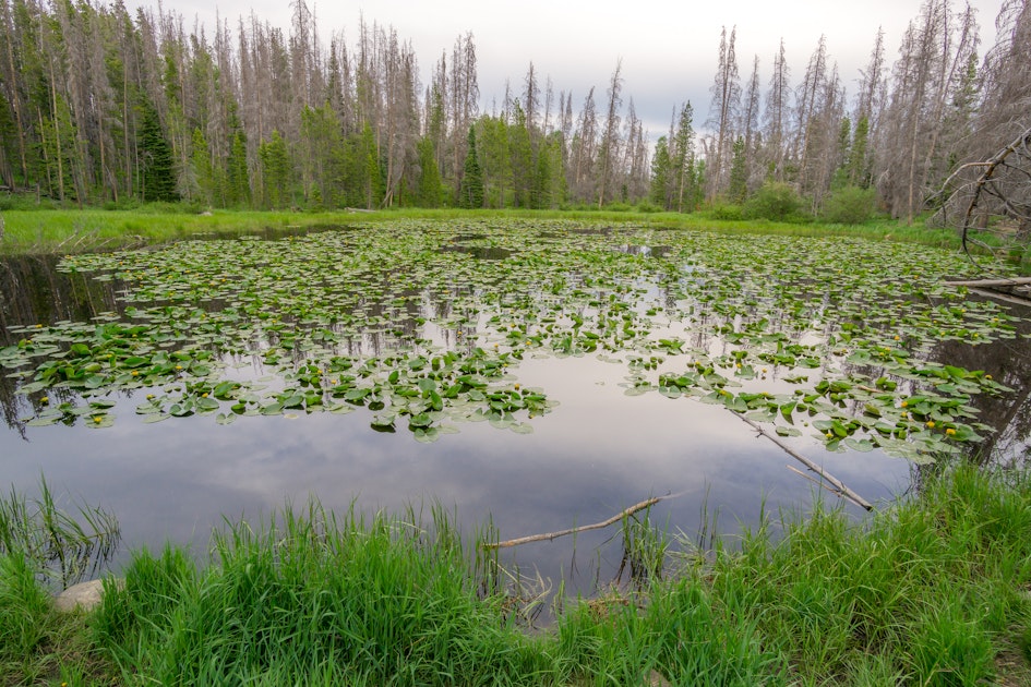 Hike to Lily Pad Lake, Lily Pad Lake Trailhead