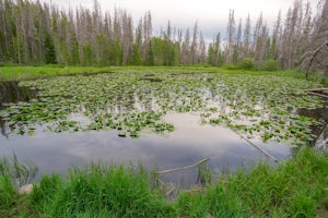 Lily Pad Lake
