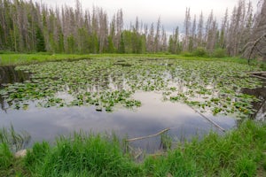 Lily Pad Lake Trail