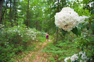 Hike the Ruth Will Trail