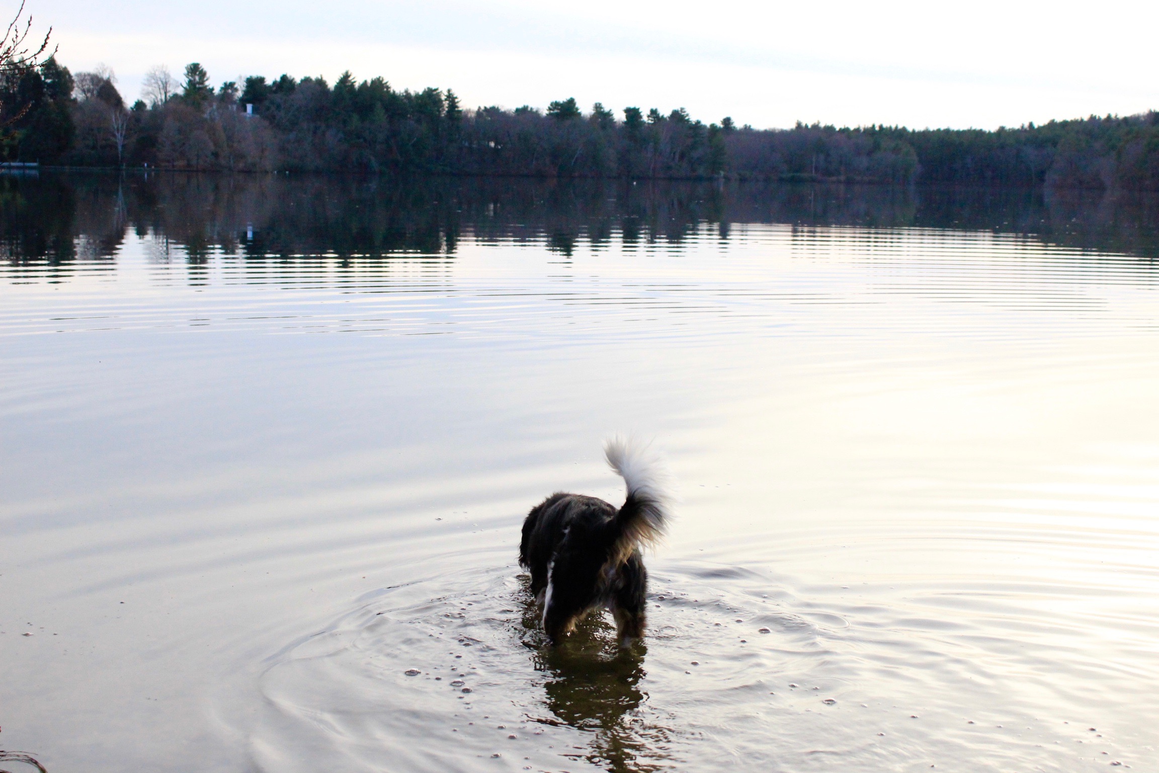 Walk along Lake Waban