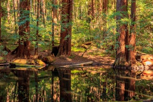 Hike the Little Butano Creek Trail