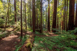 Año Nuevo and Goat Trail Loop