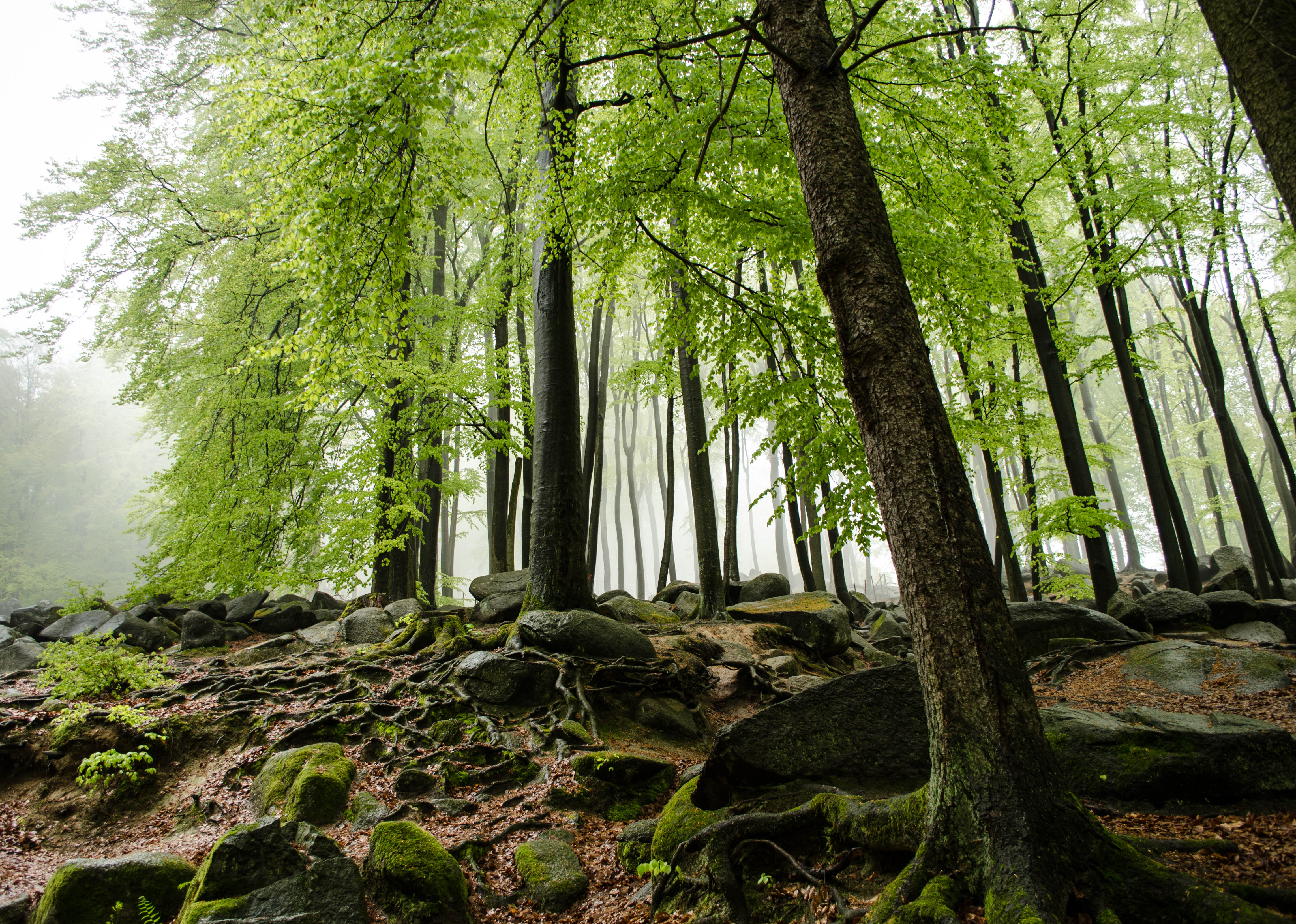 Hike Felsenmeer "Sea of Rocks"