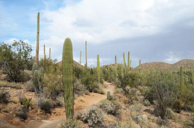 Hike the Valley View Overlook Trail in Saguaro National Park