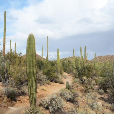 Hike the Valley View Overlook Trail in Saguaro National Park