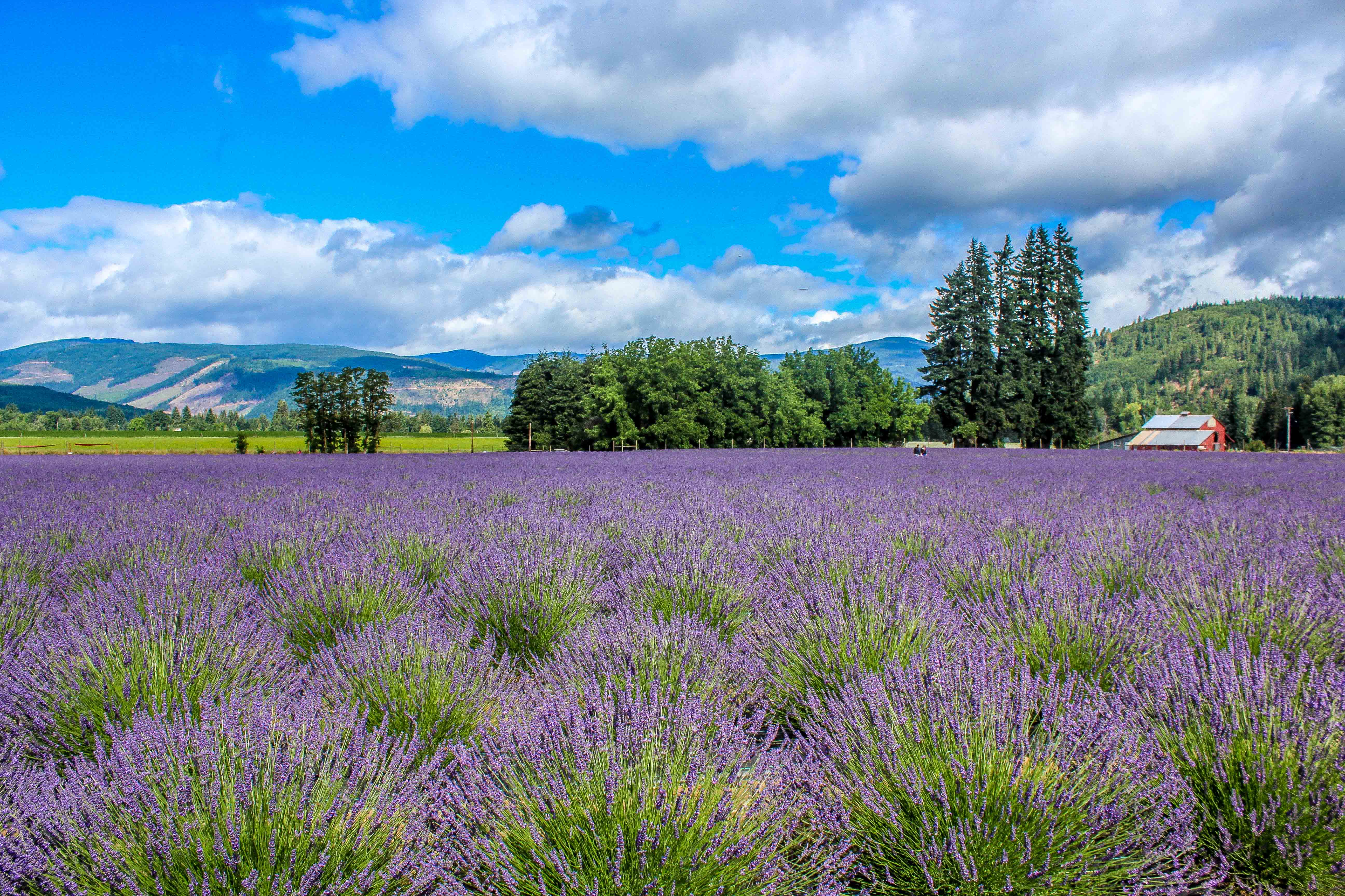 Explore Lavender Valley