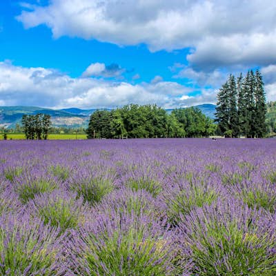 Explore Lavender Valley