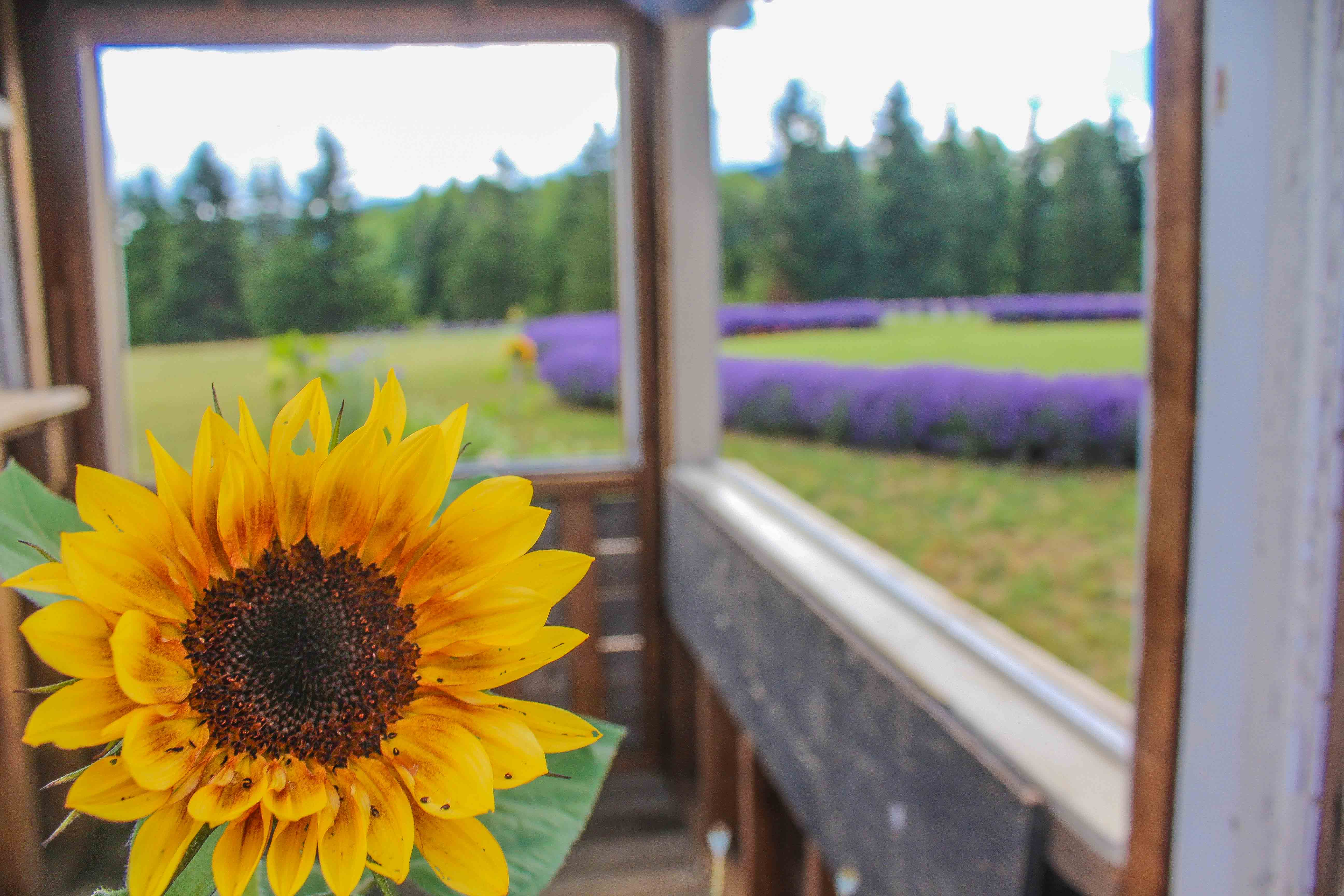 Explore Lavender Valley