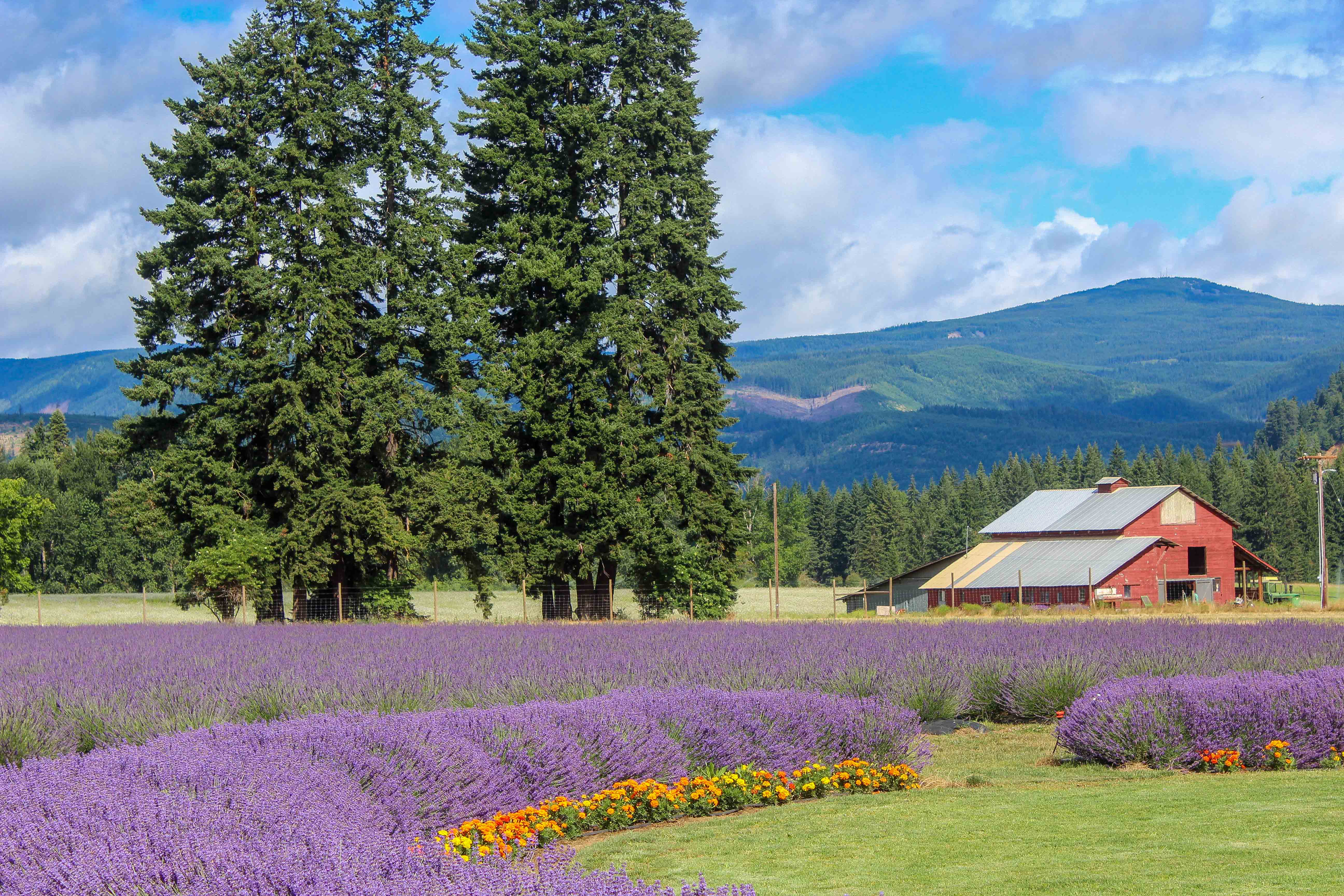 Explore Lavender Valley