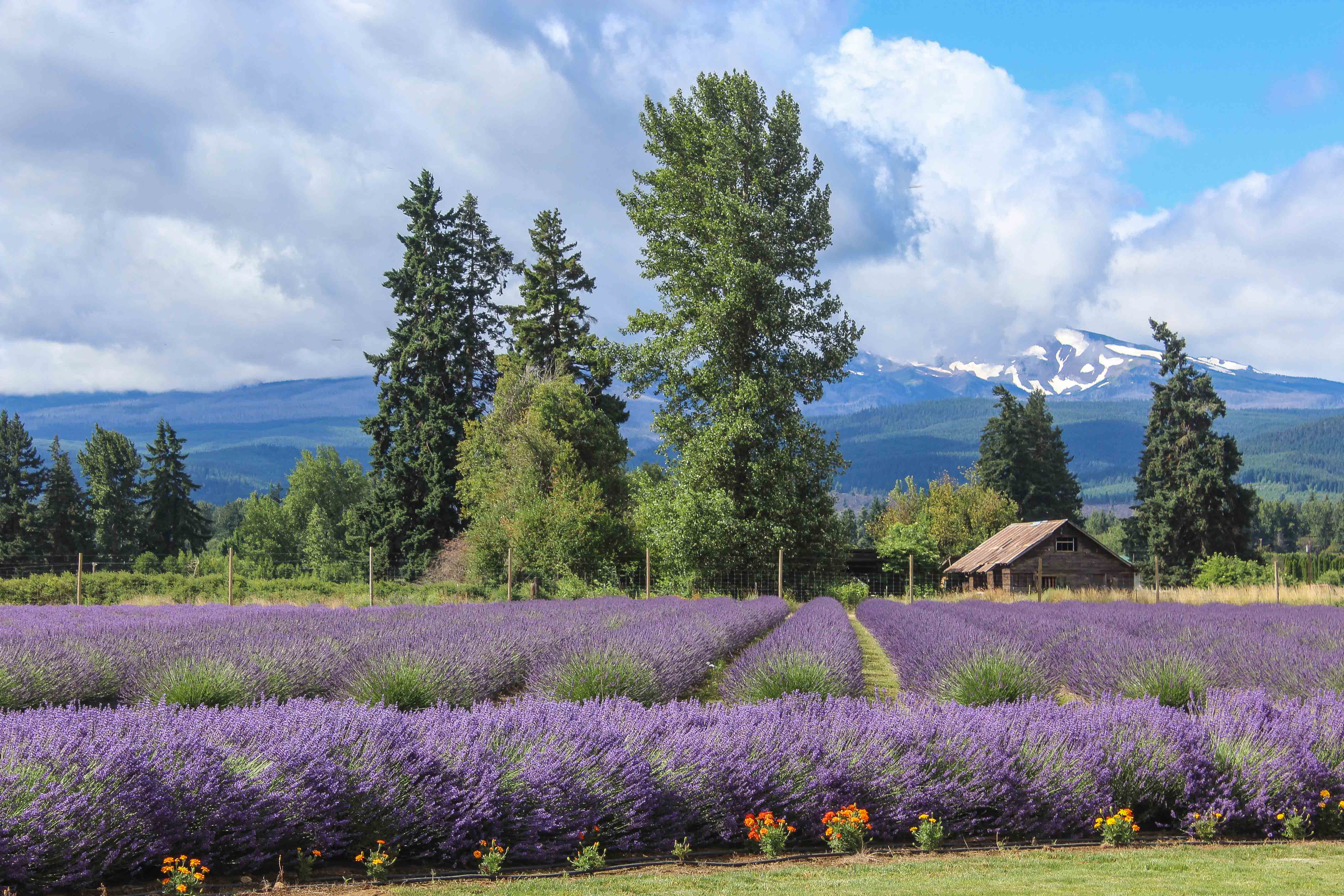 Explore Lavender Valley