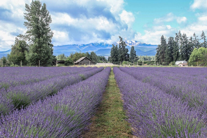 Photo of Explore Lavender Valley