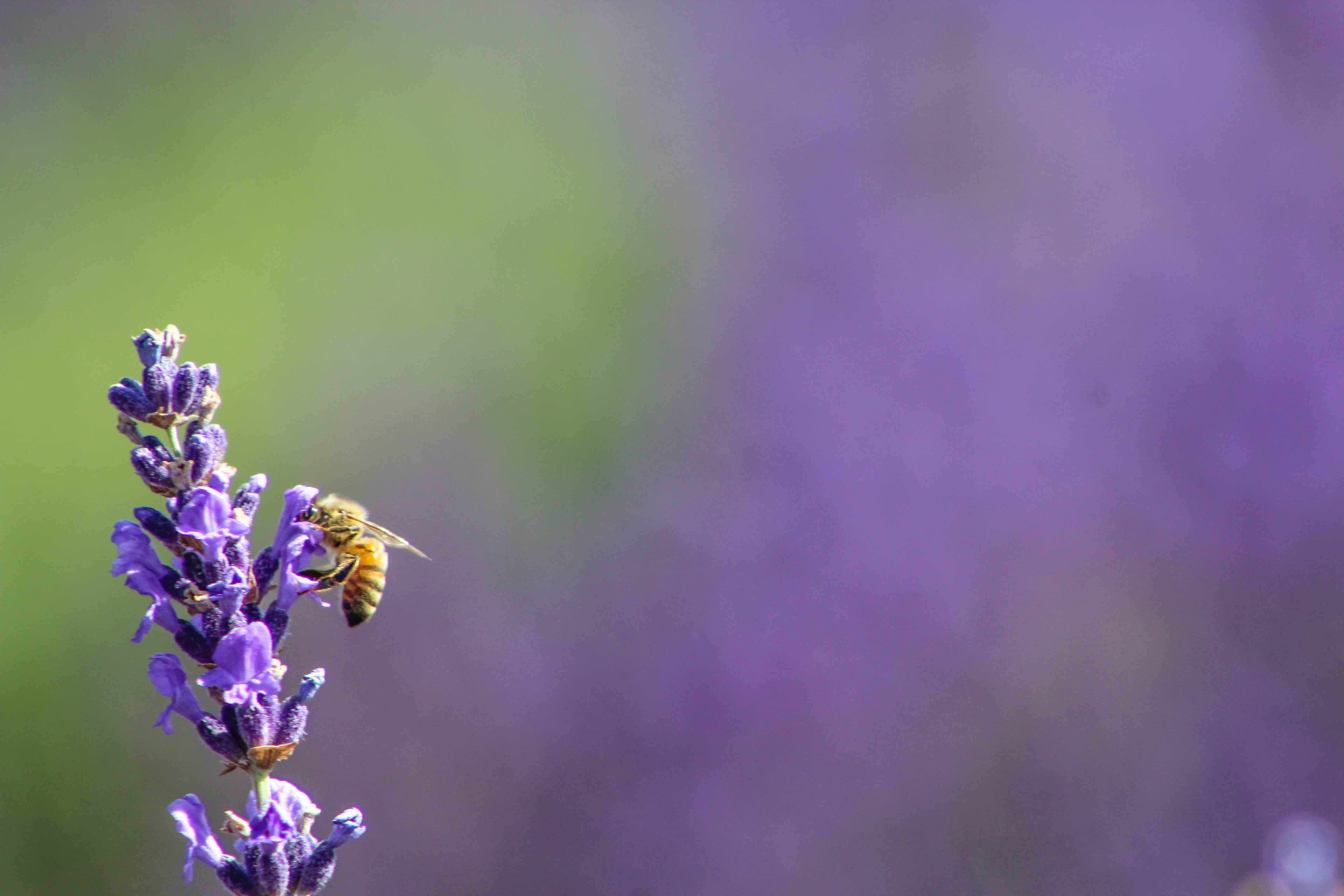 Explore Lavender Valley