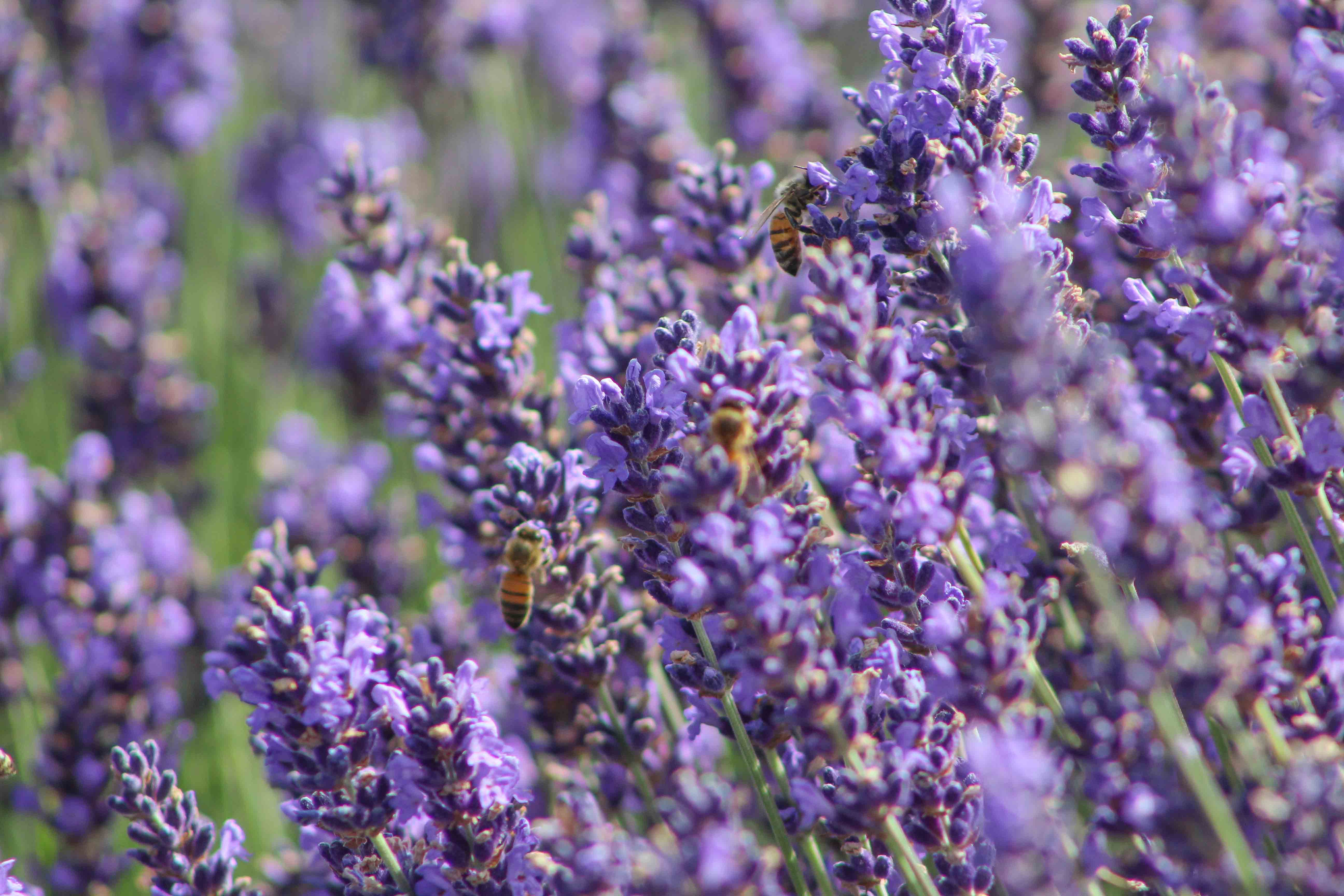 Explore Lavender Valley
