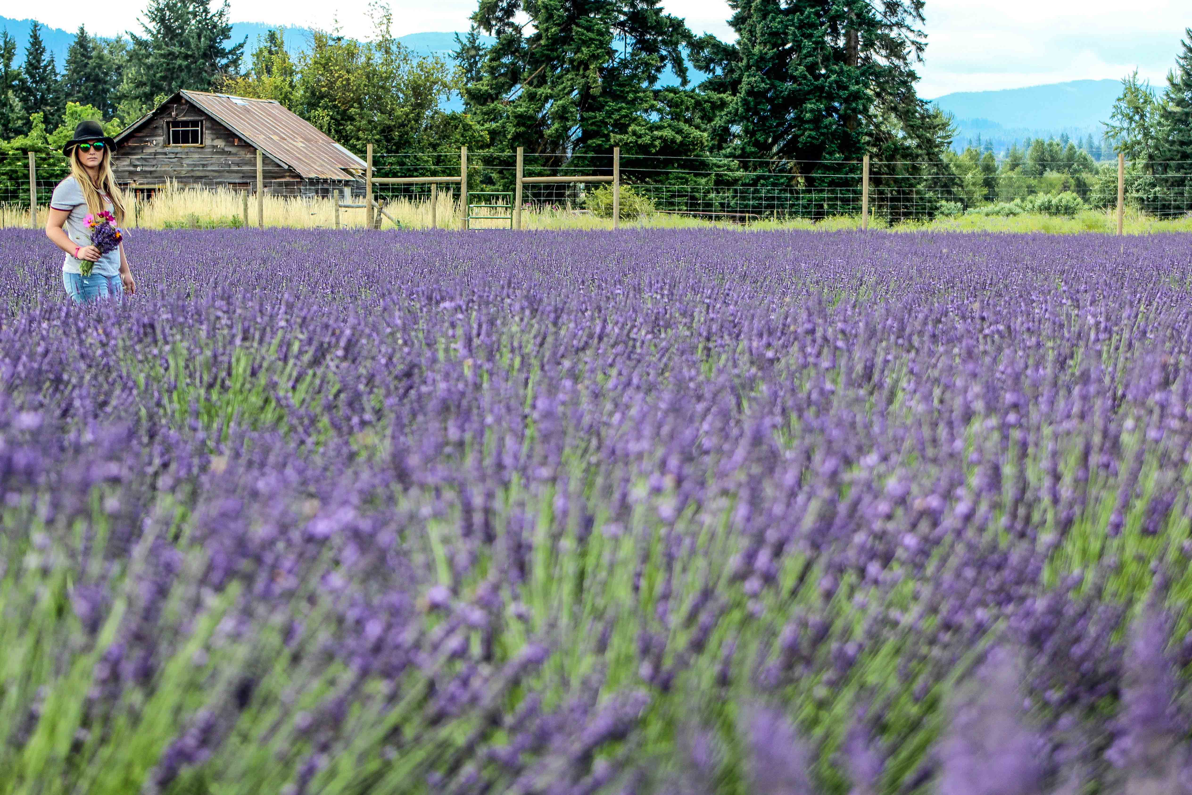 Explore Lavender Valley