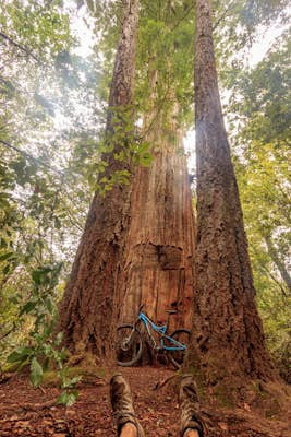 Hike or Bike the Old Growth Redwood Loop at El Corte de Madera
