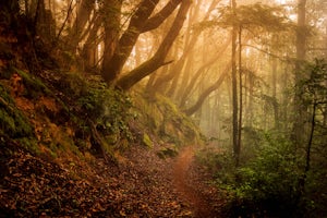 Hike or Bike the Old Growth Redwood Loop at El Corte de Madera