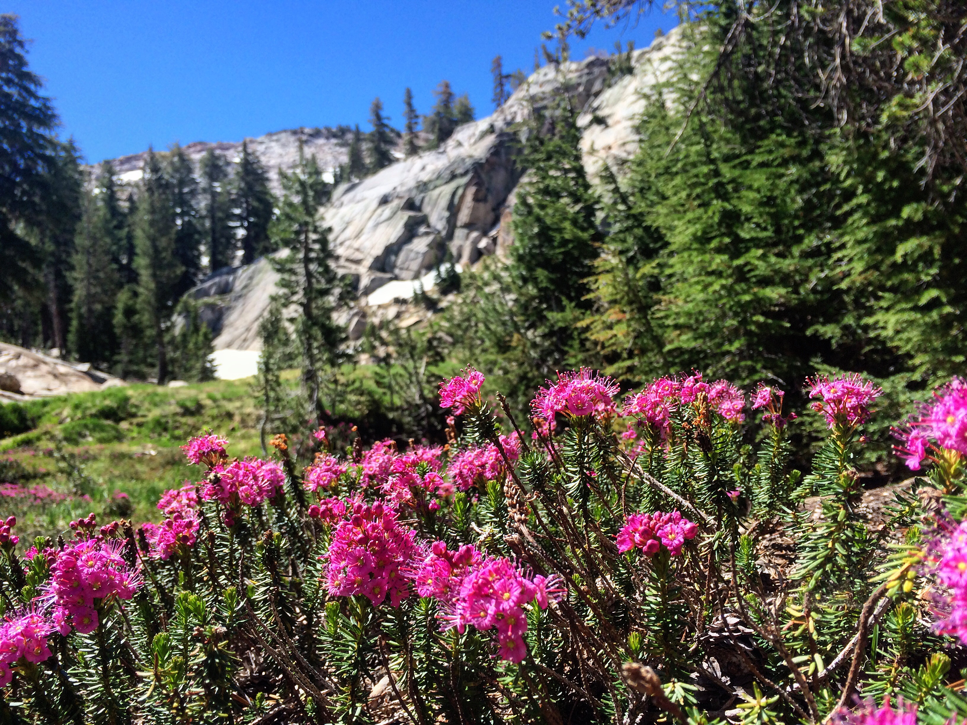 Hike to Tuolumne Peak Plateau 