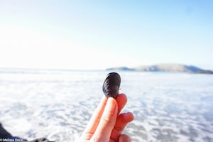 Hunt for Mussels in Aramoana