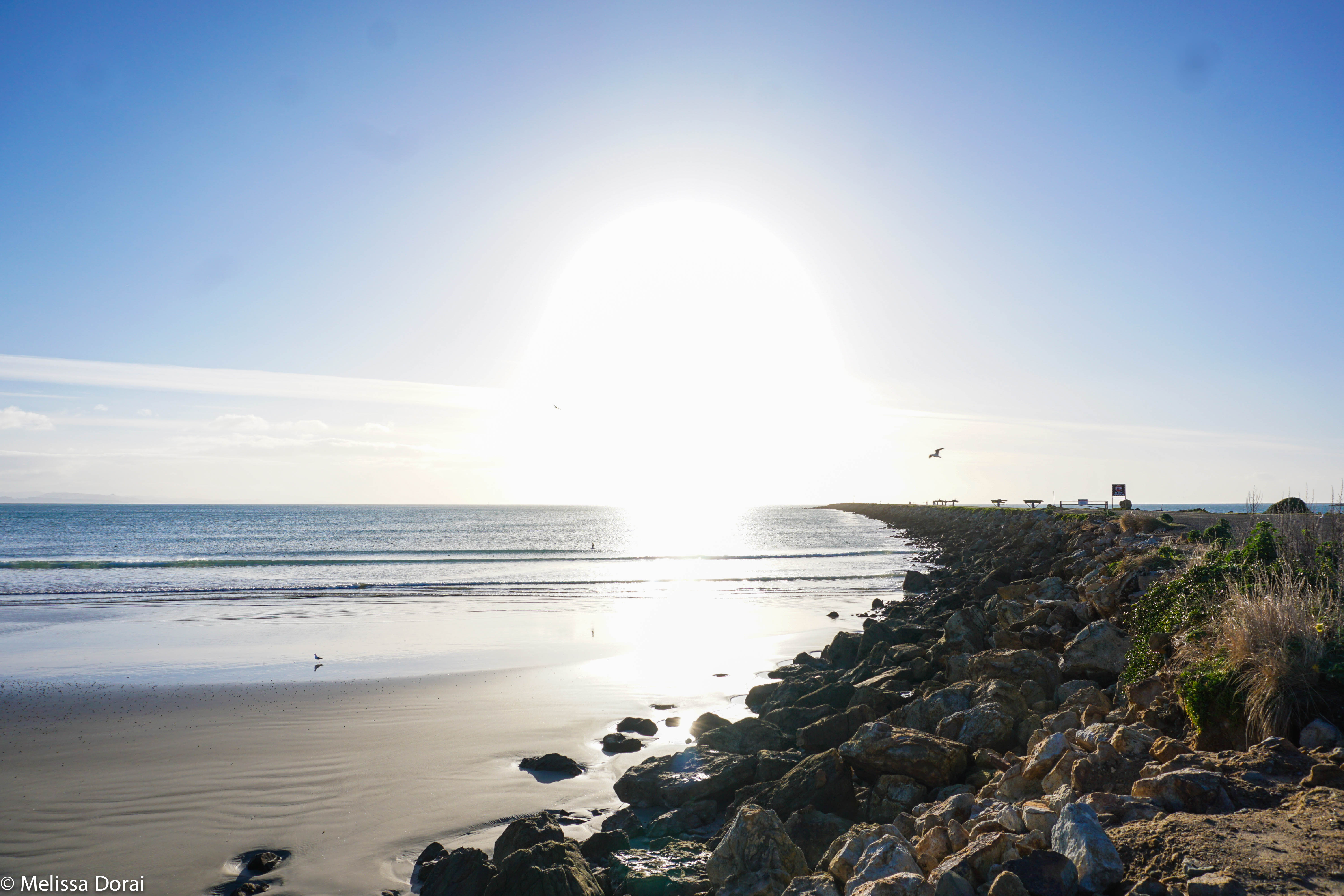 Hunt for Mussels in Aramoana