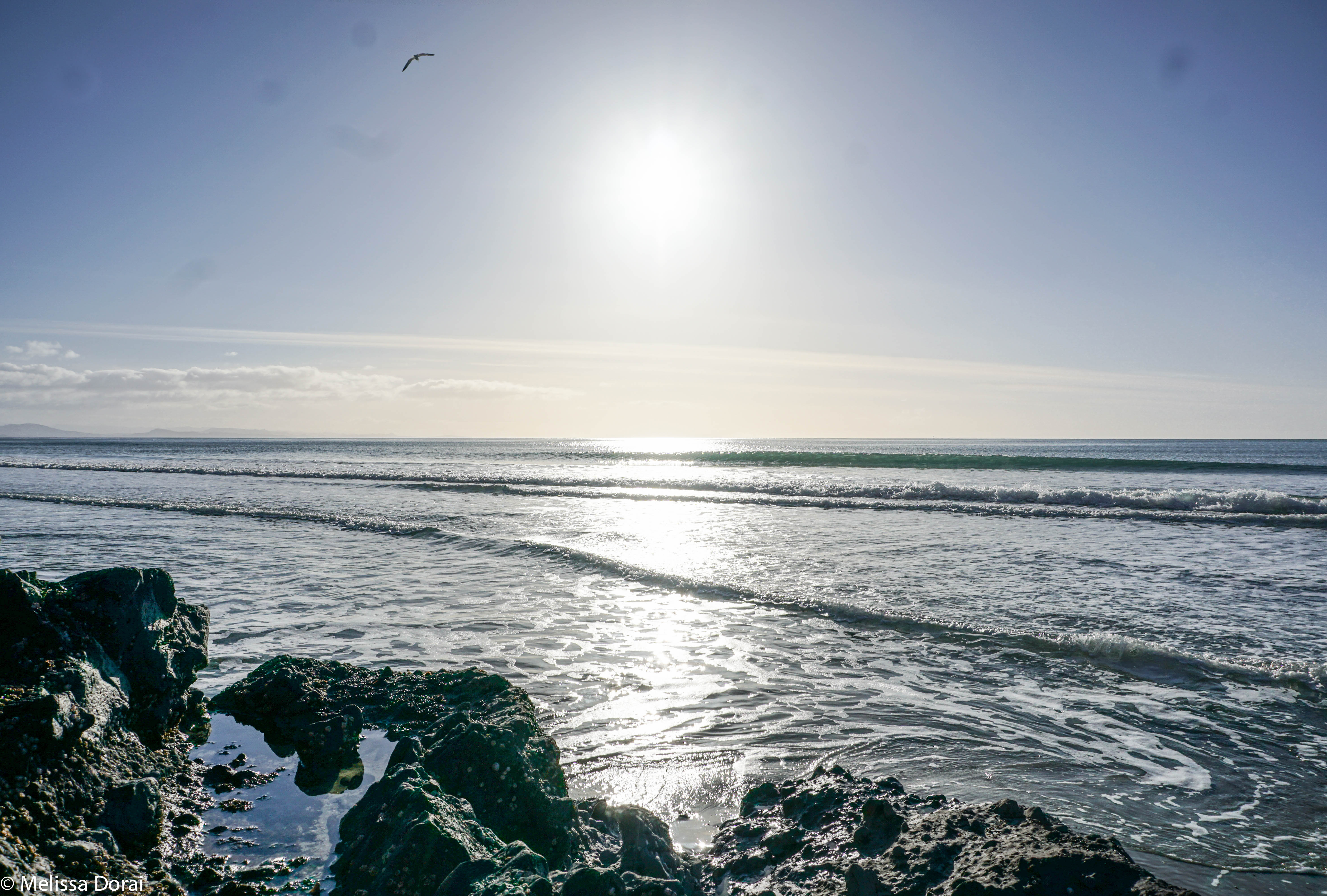 Hunt for Mussels in Aramoana